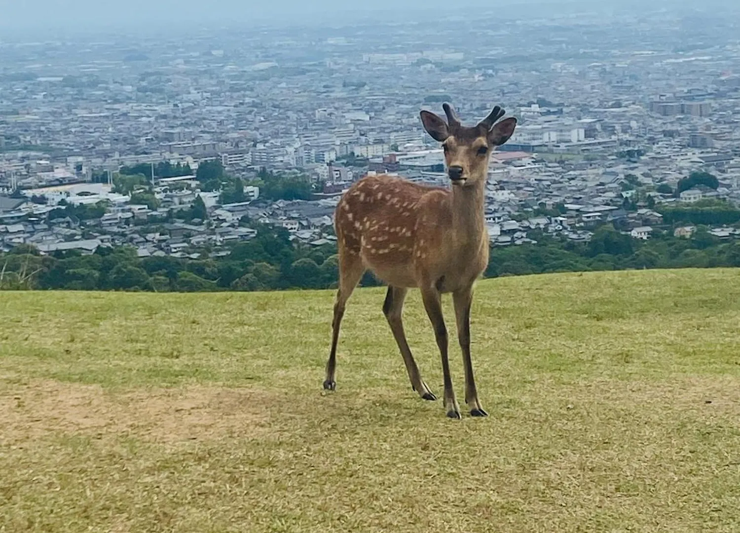 大阪民宿梅田淀川花b套 0*, Osaka